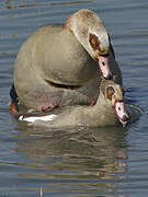 Egyptian Goose