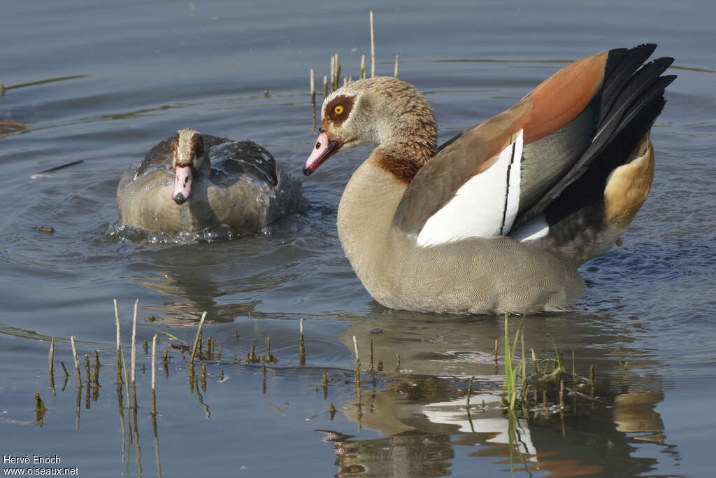 Egyptian Goose male, courting display