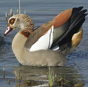 Egyptian Goose