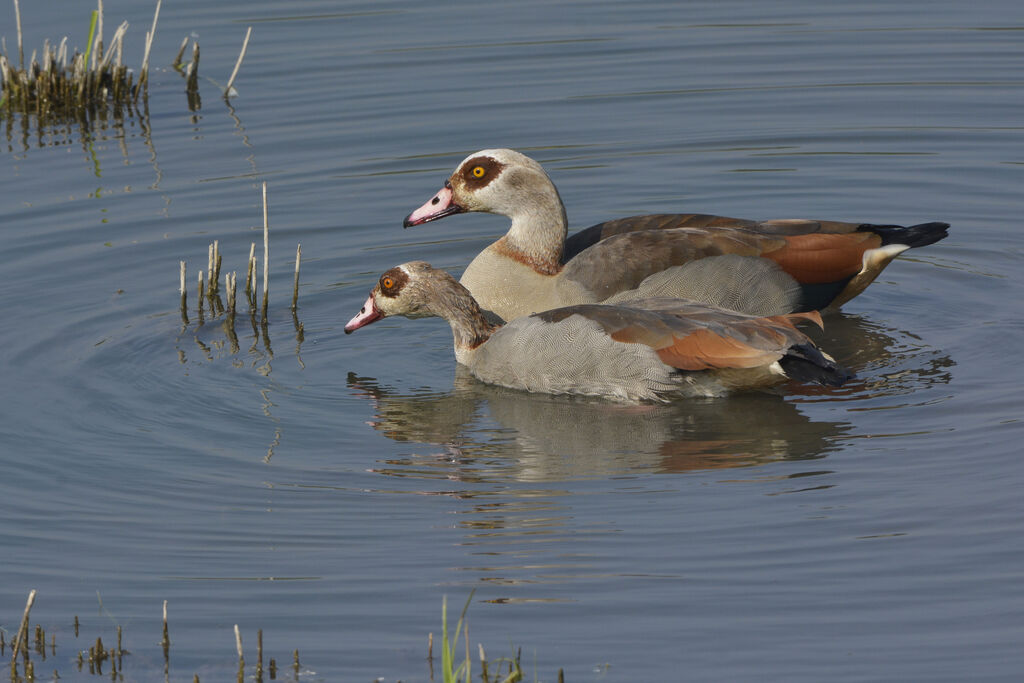 Egyptian Goose , identification