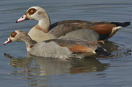 Egyptian Goose