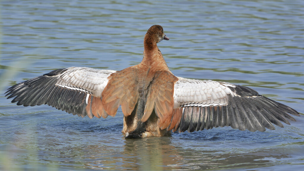 Egyptian Goosejuvenile, identification, aspect