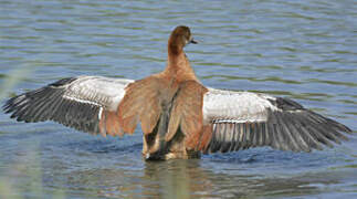 Egyptian Goose