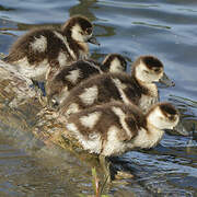 Egyptian Goose