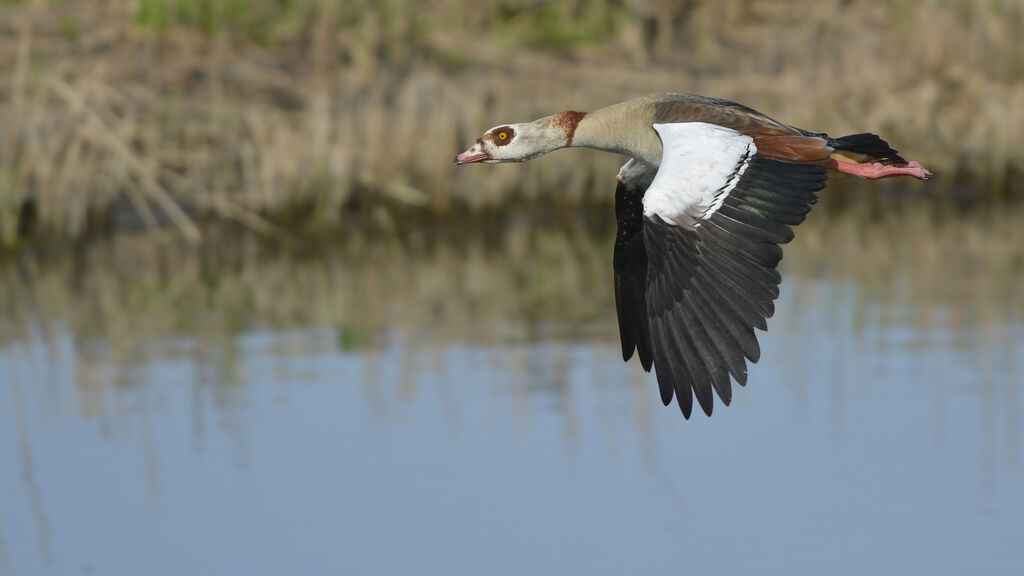 Egyptian Gooseadult, Flight