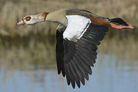 Egyptian Goose