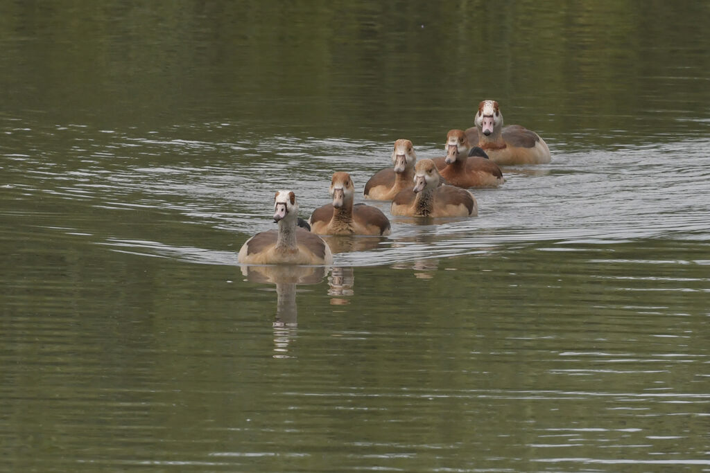 Egyptian Goose, identification, swimming