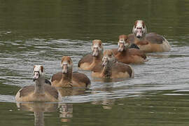 Egyptian Goose