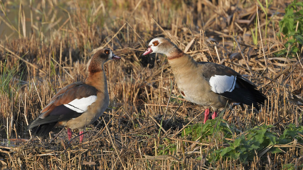 Egyptian Gooseadult, pigmentation