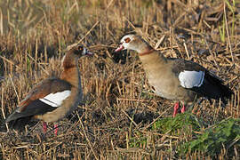 Egyptian Goose