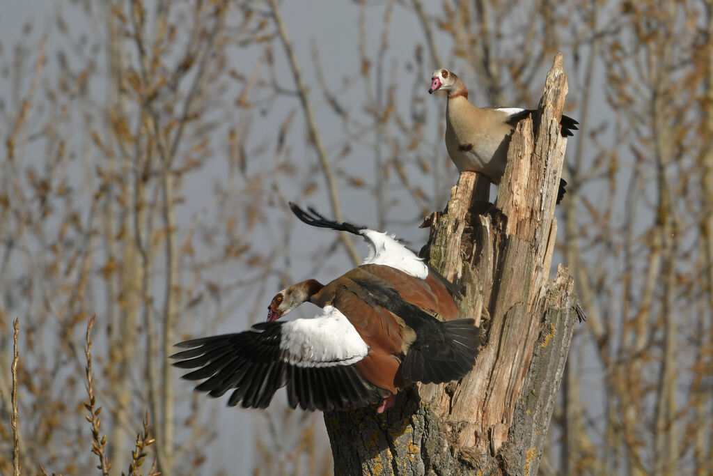 Egyptian Gooseadult