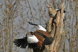 Egyptian Goose