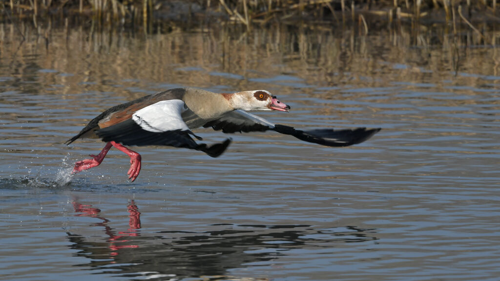 Egyptian Gooseadult, identification