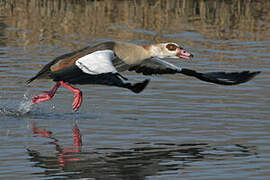 Egyptian Goose