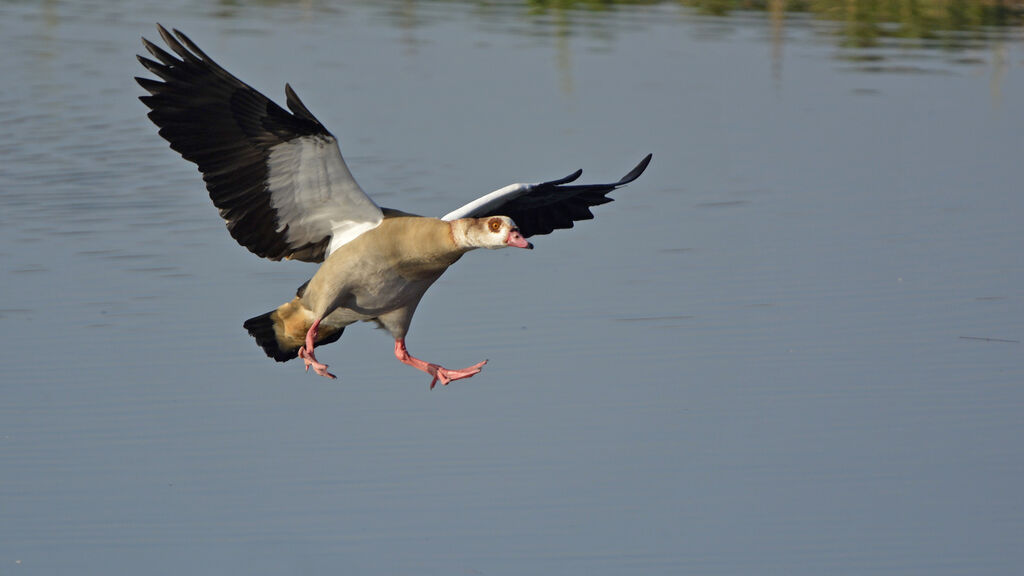 Egyptian Goose