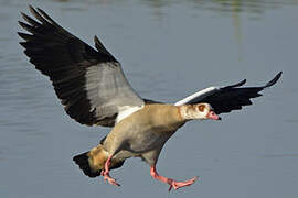 Egyptian Goose