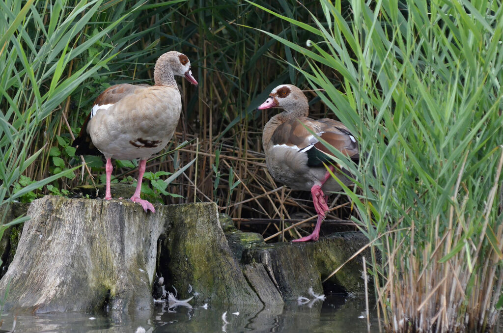 Egyptian Goose