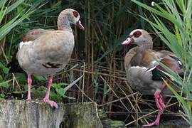 Egyptian Goose