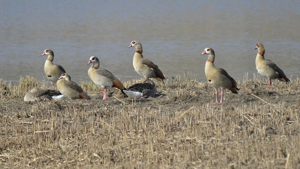 Egyptian Goose