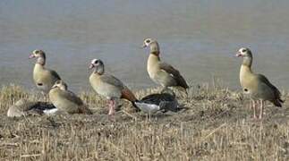 Egyptian Goose