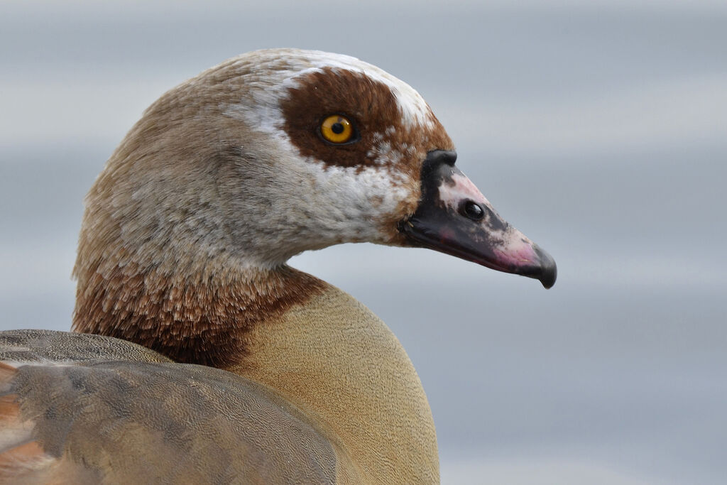 Egyptian Goose