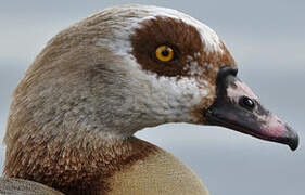 Egyptian Goose