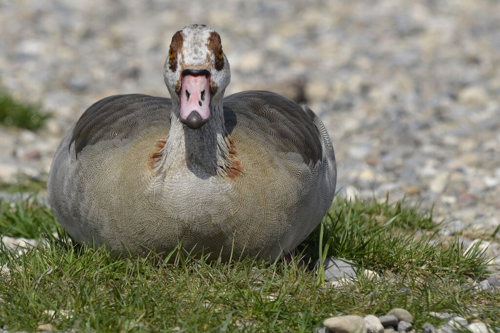 Egyptian Goose