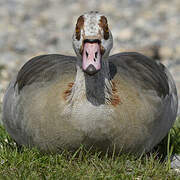 Egyptian Goose