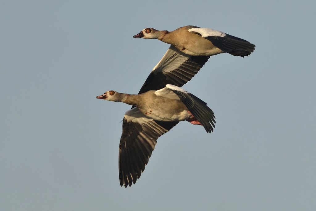 Egyptian Goose, Flight