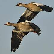 Egyptian Goose