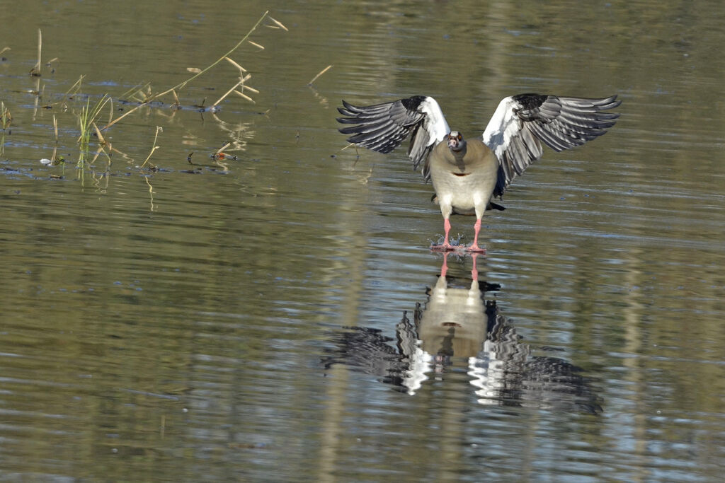 Egyptian Goose