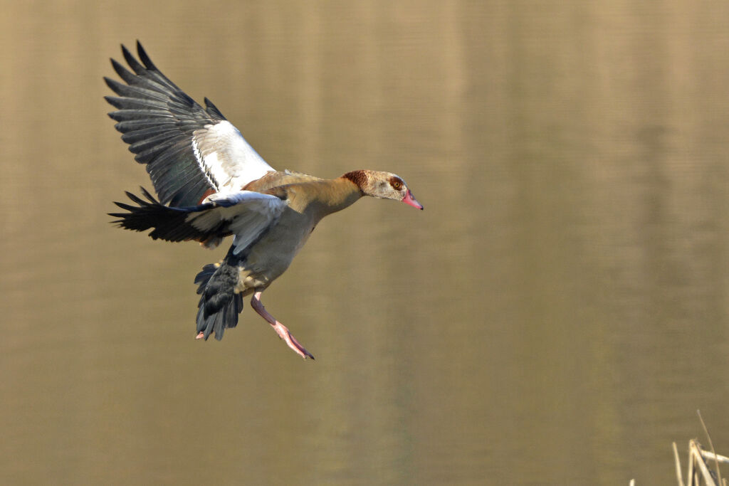 Egyptian Goose