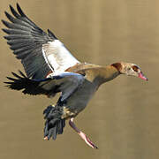 Egyptian Goose