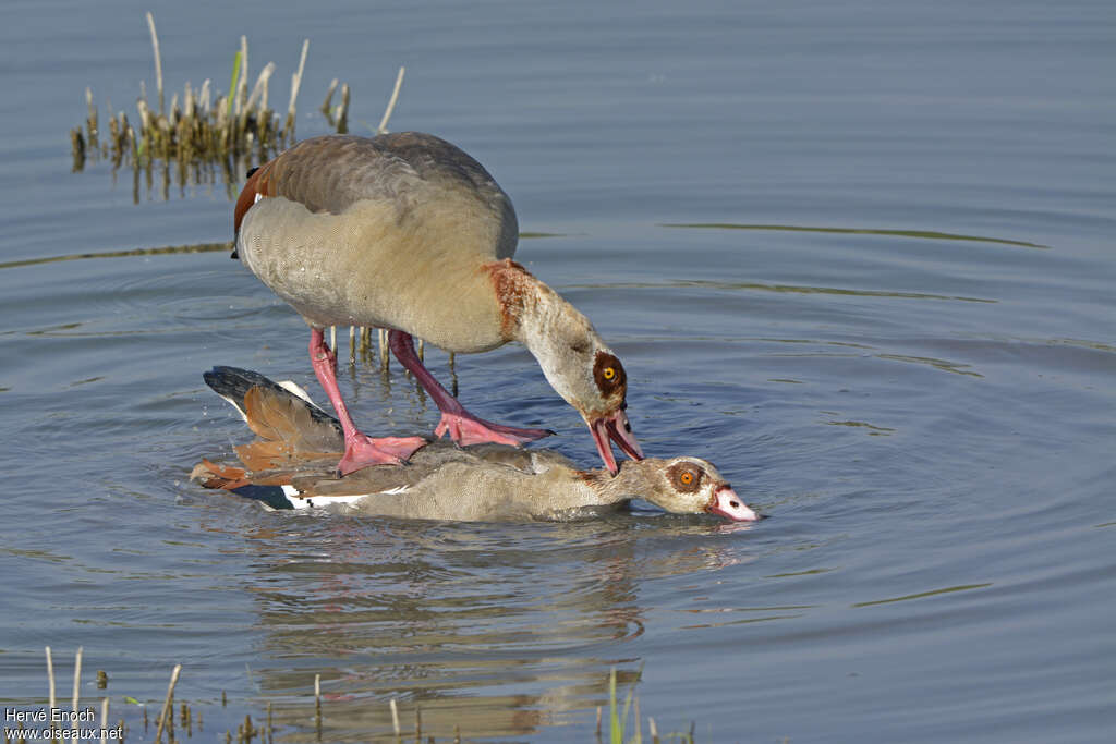 Egyptian Gooseadult, mating., Behaviour