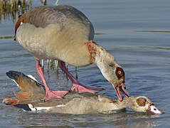 Egyptian Goose