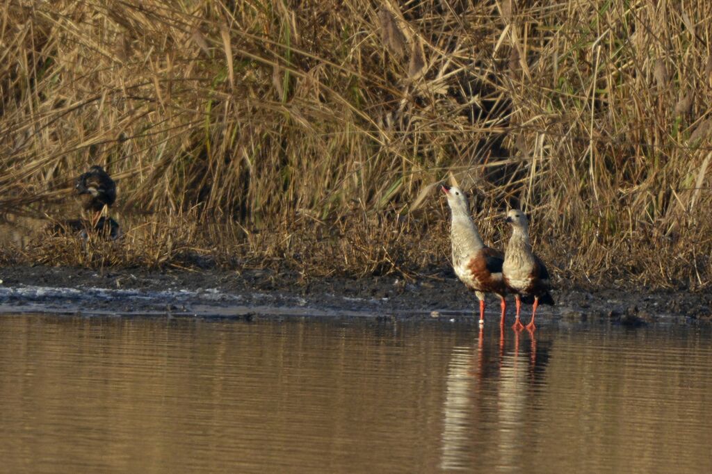 Orinoco Gooseadult