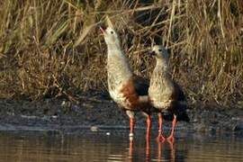 Orinoco Goose