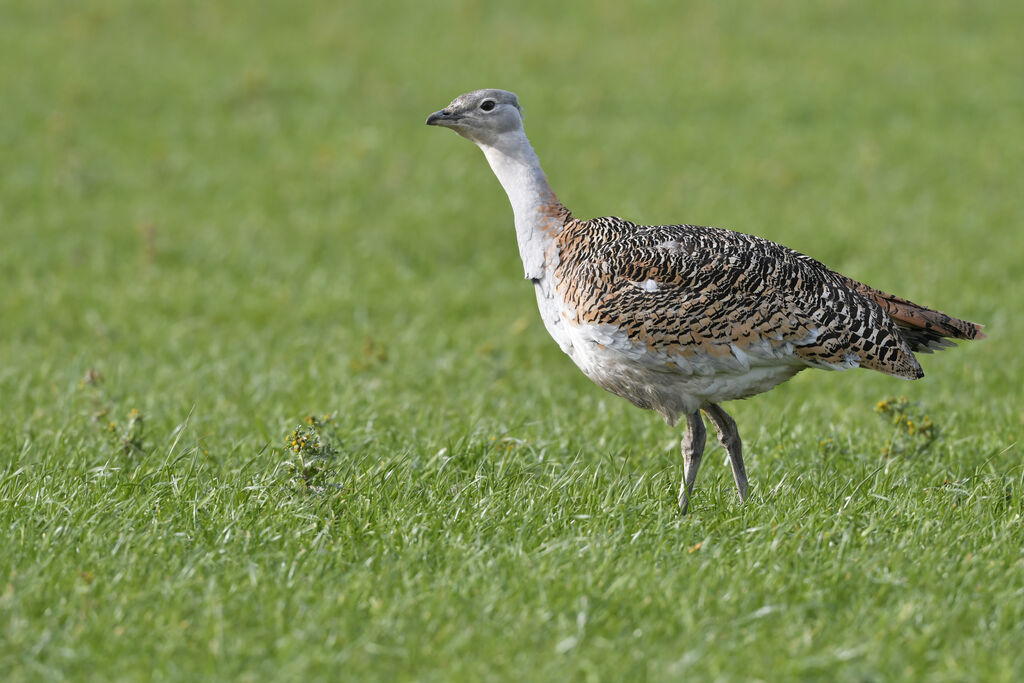 Outarde barbue femelle adulte, identification