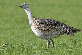 Great Bustard