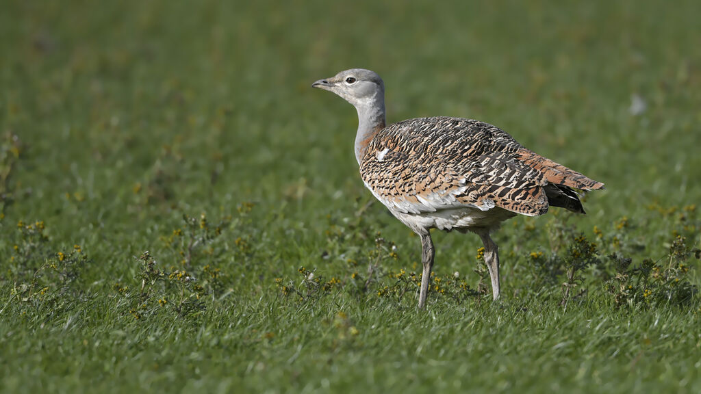 Outarde barbue femelle, identification