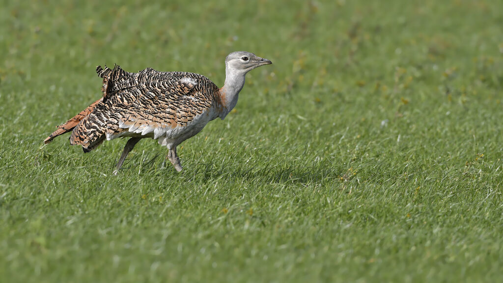 Outarde barbue femelle adulte, identification