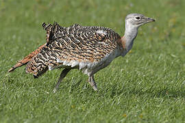 Great Bustard