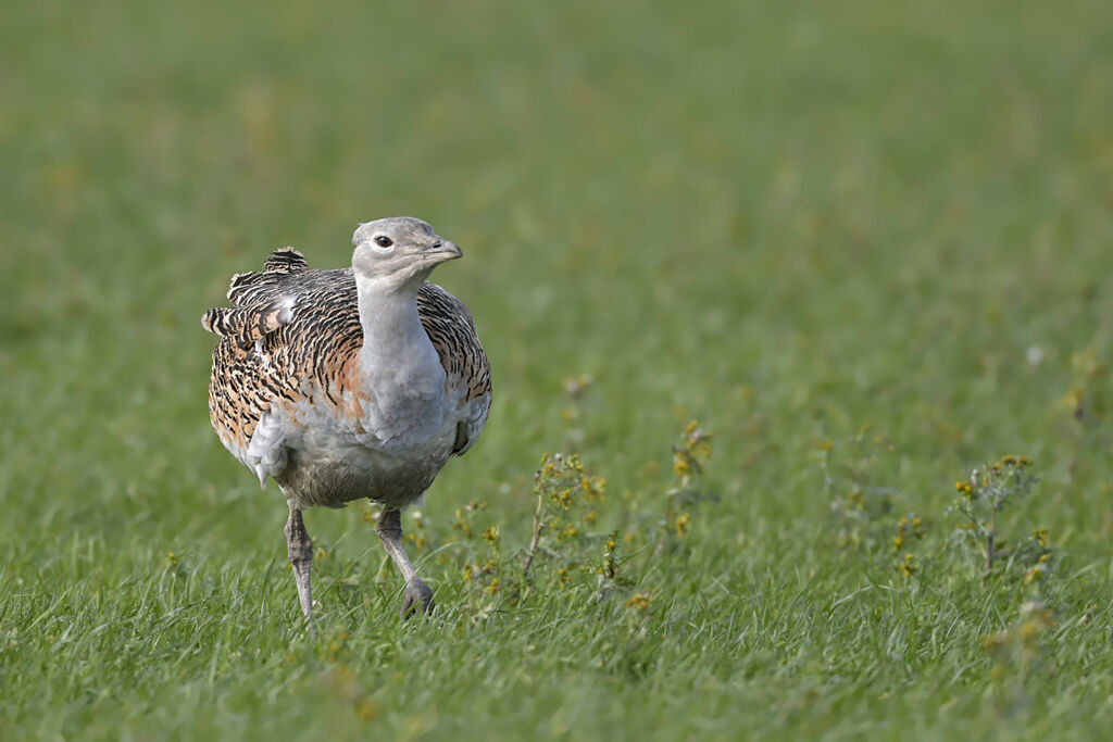 Outarde barbue femelle adulte, identification