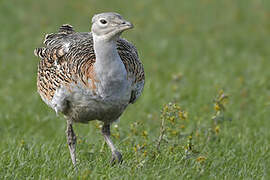 Great Bustard