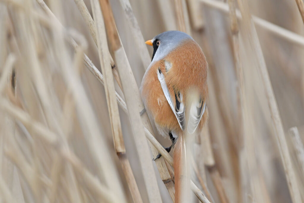 Bearded Reedling male adult, identification