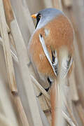 Bearded Reedling