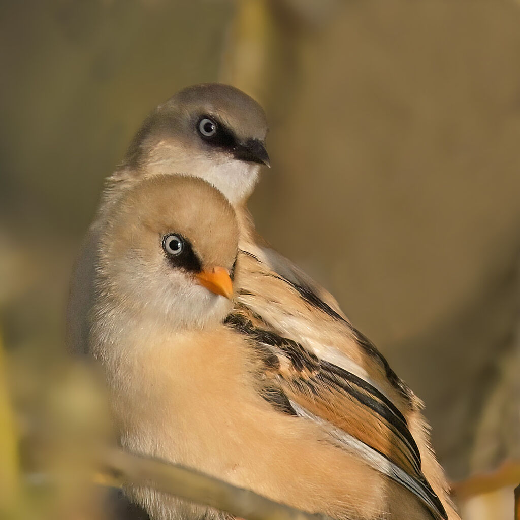 Bearded Reedlingjuvenile