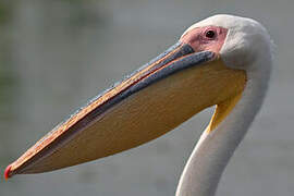 Great White Pelican