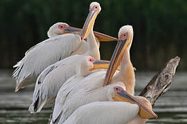 Great White Pelican