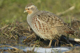 Grey Partridge